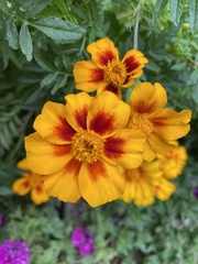 Tagetes lunulata