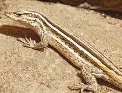 Liolaemus gracilis