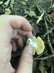 Russula lutea