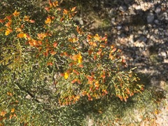 Jacksonia ramosissima