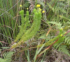 Euryops pinnatipartitus