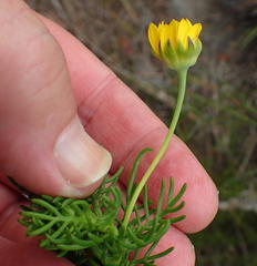 Euryops pinnatipartitus
