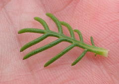 Euryops pinnatipartitus