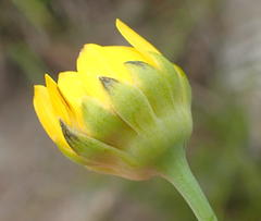 Euryops pinnatipartitus