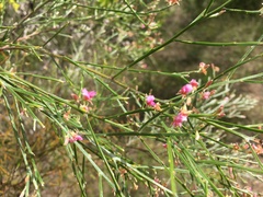 Jacksonia thesioides