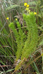 Euryops pinnatipartitus