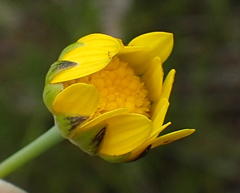 Euryops pinnatipartitus