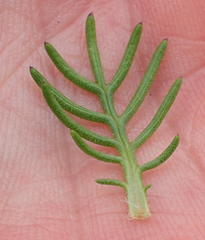 Euryops pinnatipartitus