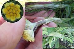 Helichrysum auriceps