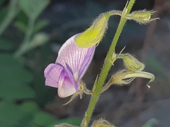 Coursetia tumbezensis