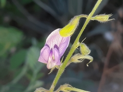 Coursetia tumbezensis