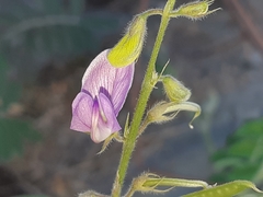 Coursetia tumbezensis