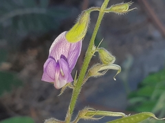 Coursetia tumbezensis