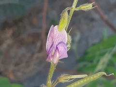 Coursetia tumbezensis