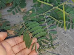 Coursetia tumbezensis