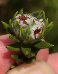 Phylica purpurea floccosa
