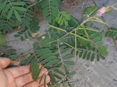 Coursetia tumbezensis