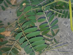 Coursetia tumbezensis