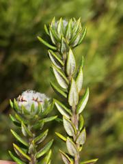 Phylica purpurea floccosa