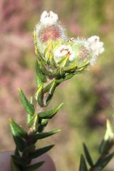 Phylica purpurea floccosa