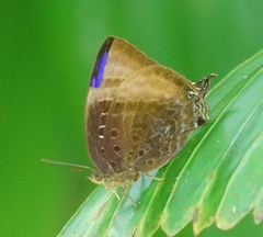 Arhopala madytus