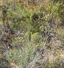 Phylica purpurea floccosa