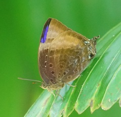 Arhopala madytus