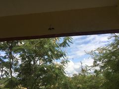 Polybia occidentalis