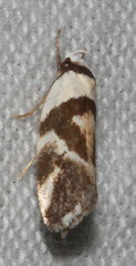 Eremnotypa steriphota