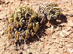 Cephalophyllum pulchrum