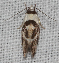 Eremnotypa steriphota