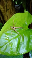Heteropoda ocyalina