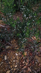 Philotheca trachyphylla