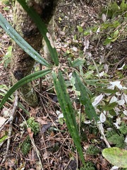 Nestegis cunninghamii