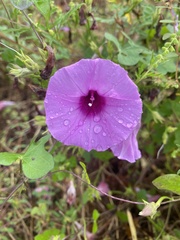 Ipomoea cordatotriloba