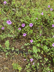 Ipomoea cordatotriloba