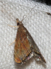 Glaucocharis dilatella