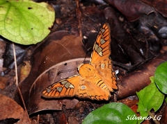 Myscelus amystis hages