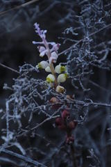Lachenalia membranacea
