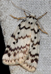 Hectobrocha pentacyma