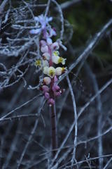 Lachenalia membranacea