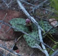 Lachenalia membranacea