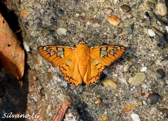 Myscelus amystis hages