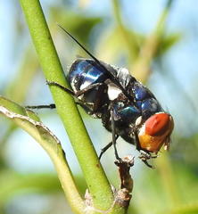 Chrysomya marginalis