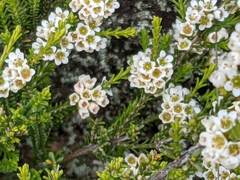 Thryptomene