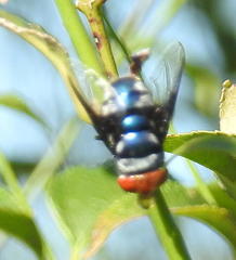 Chrysomya marginalis
