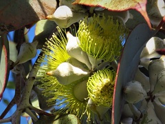 Eucalyptus woodwardii