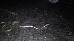 Dendrelaphis formosus