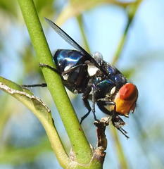 Chrysomya marginalis