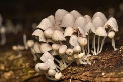 Coprinellus